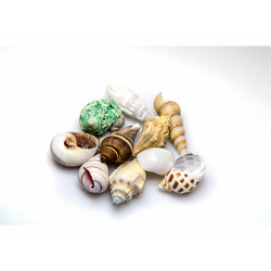 Shells Akvastabil Sea,,,