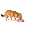 Dog Feeder Hunter Chester Pink 350 ml,,,