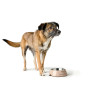 Dog Feeder Hunter LUTON 160 ml,,,