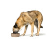 Dog Feeder Hunter OSBY Beige Ceramic 2,5 L,,,