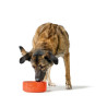Dog Feeder Hunter OSBY Orange Ceramic 2,5 L,,,