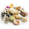 Shells Akvastabil Sea,,,