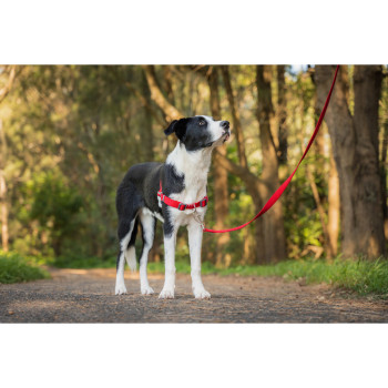 Dog Harness Red Dingo 36-50 cm Red S,,,