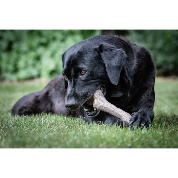 Koera närimismänguasi Nylabone Pruun Maapähklivõi XL,,,
