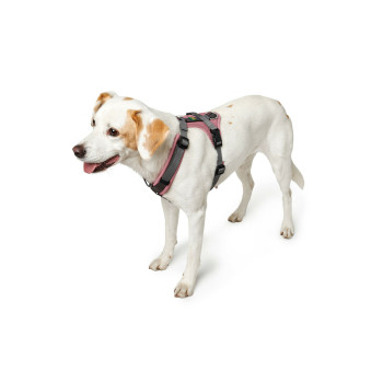 Dog Harness Hunter Pink 31-49 cm,,,
