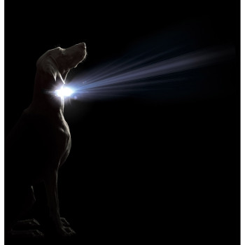 Dog collar Dog Gone Smart Purple L Light,,,