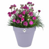 BB_S71016396