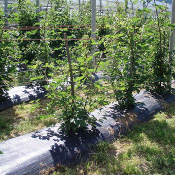 Paslėpimo tinklelis Faura Juoda 1 x 100 m,,,