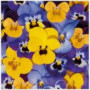 Salvrätid 33x33CM, LOOKING PANSIES, Paw Decor Collection