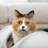 Collapsible Pet Tunnel Funnyl InnovaGoods,,,