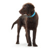 Dog collar Hunter Convenience Turquoise,,,