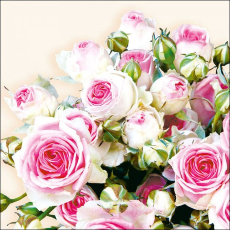 Salvetes 33cm 3-k. 20gab MAXIMA CREAM