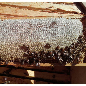 Honey 0.7kg