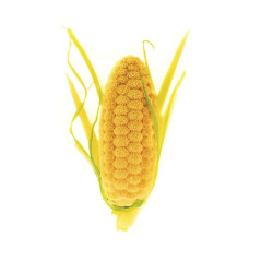 PANNOCCHIA 20 - SILICONE...