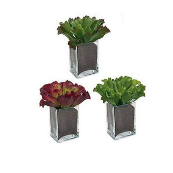Decorative Plant Ibergarden,,,