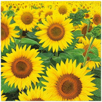 NAPKINS  33X33 SUNFLOWERS FIELD, Paw Decor Collection