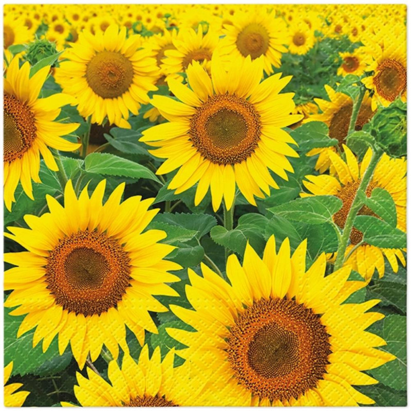NAPKINS  33X33 SUNFLOWERS FIELD, Paw Decor Collection
