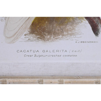 Полотно DKD Home Decor 50 x 2,8 x 65 cm 50 x 65 x 2.8 cm Попугай Cottage (4 Предметы)