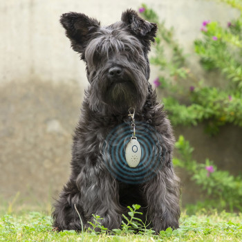 Taaslaetav Lemmiklooma Parasiitide Ultrahelipeleti PetRep InnovaGoods,,,