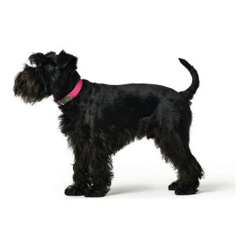 Dog collar Hunter Convenience Pink S/M,,,
