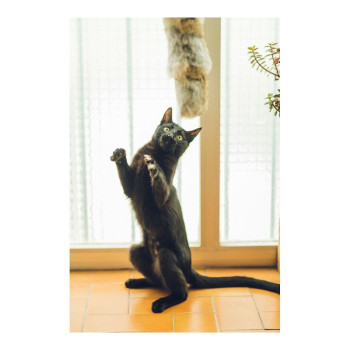 BB_S6102230