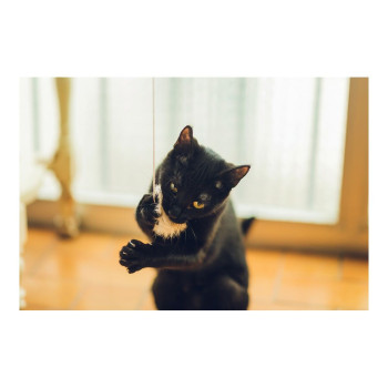 BB_S6102237