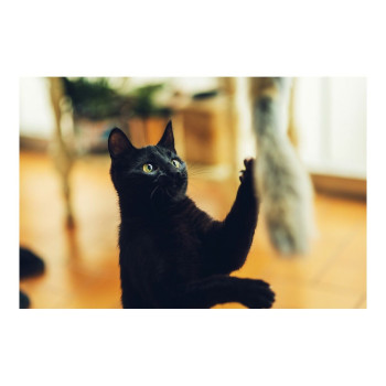 Kassi mängukepp Gloria Niemeyeer Puit Pehme mänguasi Uss,,,